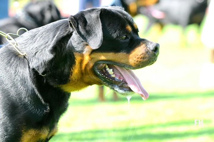 Excalibur vom Quercus Wald Excalibur vom Quercus Wald